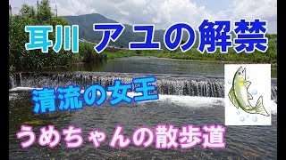 【耳川のアユ釣りが解禁】になりました。アユは清流の女王。今年は大量の遡上（そじょう）が確認されています。