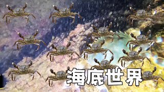 今晚潮水合适夜潜，海里生物多种多样，太过瘾了！【探海老表】