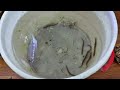 black kuhli loaches vs banded kuhli loaches adding chocolate kuhli loaches to betta sorority