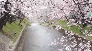 五条川の桜（大口町）