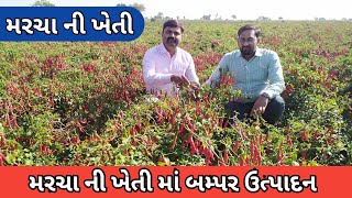 મરચા ની ખેતી મેળવો બંપર ઉત્પાદન | Marcha ni kheti | ravi kotadiya