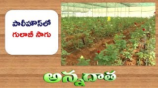 Rose Cultivation In Polyhouse || ETV Annadata