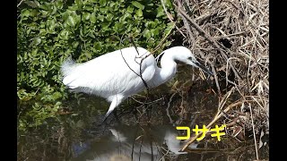 [4K]コサギ／Ｋ川