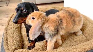 Easter Compilation Unlikely Animal Friends: Dachshunds, Bunnies, Ducklings \u0026 Chicks.