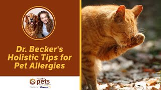 Dr. Becker's Holistic Tips for Pet Allergies
