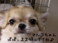 チワワ　ブリーダー　ポケット犬舎　http pocket28.milkcafe.to