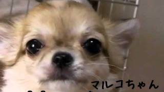 チワワ　ブリーダー　ポケット犬舎　http://pocket28.milkcafe.to/