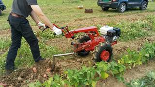 Belarus 09h digging potatoes 2020