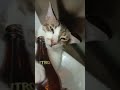 lasing ka red horse red 🐴 pusanialkien funnycat shortvideo trending