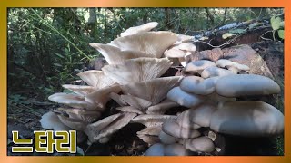 누구나 아는 버섯! 느타리 CUT (장경수 황태달 야생버섯산행 mushroom)