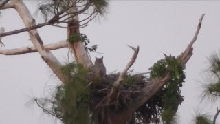 SWFL Eagle Cam 12-3-22.  Great Horned Owls have taken over N2; incubation appears to be underway.