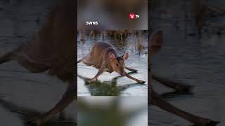 Real-life 'Bambi on ice' struggles across frozen stream #shorts #animals #viral
