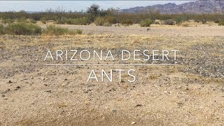 Arizona Desert Ants