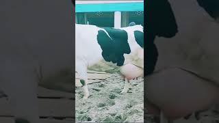 Biggest Hf cow | 50 liter milk per day #cow #dairyfarm #pkjanwarmandi