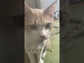 寝起き口臭チェックで真顔になる猫ちゃん🐈 保護猫 フレーメン反応 shorts