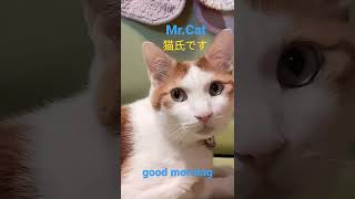 おはようございます。😸😸😸😹😹😹good morning.　　#Shorts