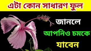 নীল জবা গাছ বাড়িতে থাকলে কি হয় জানেন কি ?barite neel Jaba ghach barite thakle ki hay janen ki.