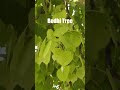 Believe of Bodhi Tree at Temple of the Emerald Buddha (Wat Pra Keaw) ความเชื่อเกี่ยวกับต้นโพธิ์