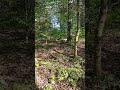 Pileated Woodpecker Sneak