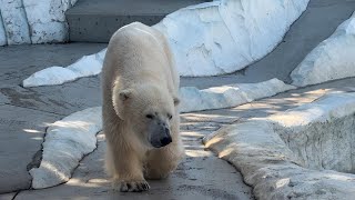 イコロくんのようすです【‎2024年‎3月27日】【上野動物園】ホッキョクグマ