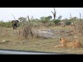 elephant saves injured lion from hyenas