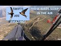 Amazing facts about swifts | Birds that sleep in the air