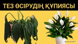 ӘЙЕЛ БАҚЫТЫ ГҮЛІҢІЗ ЖАЙҚЫЛСЫН ДЕСЕҢІЗ ДҰРЫС КҮТІМІНІҢ ҚҰПИЯСЫН БІЛУ КЕРЕК