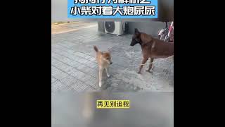 狗狗行为分析—柴犬无底线挑战大炮