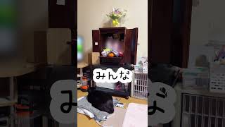 2024年1月13日の6歳黒猫(会いたい…) #shorts