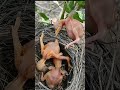 Koekoeksbaby gooide de baby uit het nest.(p2)#viral #shorts #short video #shorts feed