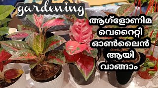 Online Plant Sale/Gardening Malayalam/Zain world