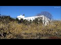 忠生公園の蝋梅（ロウバイ）｜東京都町田市｜tadao park wintersweet｜machida tokyo japan