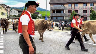 Alpabfahrten Steinegg Appenzell Innerrhoden Schweiz 2023