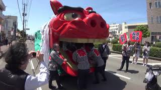 Singa besar　大獅子  桜の獅子パックン集めました♪ 　 酒田まつり2019　本祭り