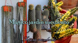 Let's continue visiting succulent gardens in Lima Peru #tour #succulent #collection #ladysucculent