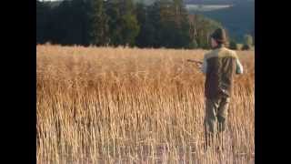 Dosled divočáka / tracking wounded wild boar with dog, Too Big To Fail Vitoraz, Spálený mlýn