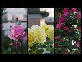 ヴェルニー公園の薔薇 横須賀 スローモーション