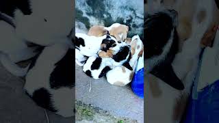 Beautiful puppys 🐶🐶🐶🐕🐕🐕 | बहुत सुंदर पिल्ले 🐶🐶🐶🐶🐶🐶 | #shorts