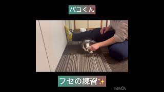 【犬の幼稚園】ルルくん、パコくんの様子#東京 #豊田駅 #犬のしつけ #ドッグスクール #犬の幼稚園#犬のトレーニング #動物看護師兼トレーナー #犬好き  #ペットホテル