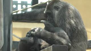 [Gorilla 1-minute video # 148] How Gentaro approaches Mama [Kyoto City Zoo]