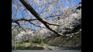 名残の桜　落花始まる　②　風景写真館　福岡県直方市畑