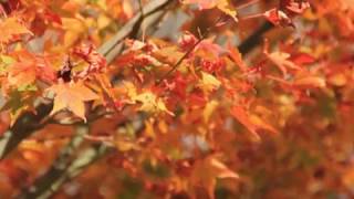 舞鶴市　鹿原の金剛院の紅葉　2017.11 17