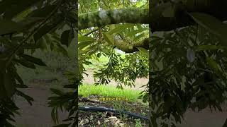 4年的猫山王树#榴莲种植 #榴莲 #durians #猫山王榴莲 #马来西亚榴莲 #榴莲树 #duriantree #黑刺榴莲