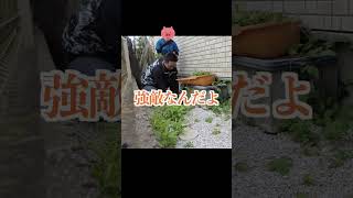 草刈り　庭や畑に生える厄介な雑草　#shorts 　#便利屋 　＃草むしり