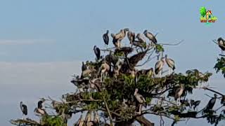 বাজার প্রাঙ্গণের এই গাছটি,যেন শামুক খোল পাখির আশ্রয়স্হল/খামার বাড়ির গল্প