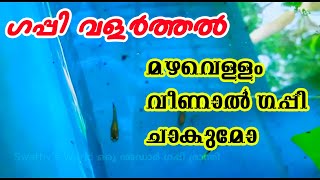 Guppy Farming - മഴവെള്ളം വീണാൽ ഗപ്പി ചാകുമോ