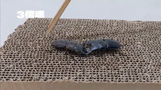 【虫バトル】タウルスヒラタクワガタVSプラティオドンネブトクワガタ