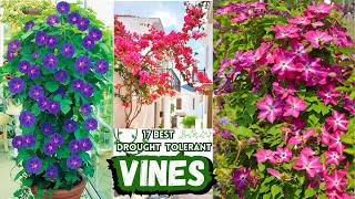 17 Beautiful Climbing Plants | Best Drought-Tolerant Vines | Low Maintanance Vines