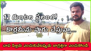 నాటు కొరమీను పెంచుతున్నాను.| koramenu fish Cultivation |కొత్తగా మొదలు పెట్టాను