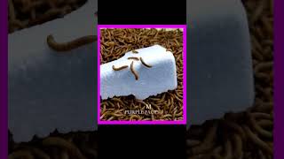 💢😱Mealworms Vs Thermocoal 🚩| Mealworm Experiment | facts in tamil only fact tamil #shorts